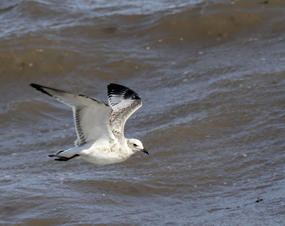Juvenile Mediterranean gull.