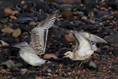 Mediterranean gulls, (Juveniles)