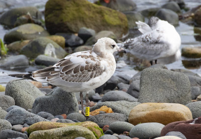 Mediterranean gull (juvenile)