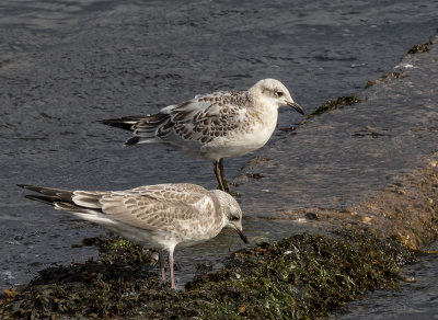 Common(foreground) and Meditteranean gulls (juveniles).