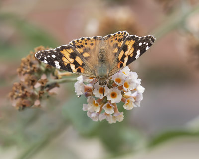 Painted lady.