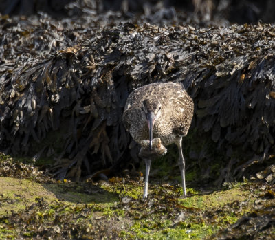 Whimbrel.