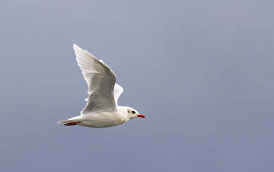 Mediterranean gull