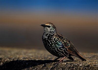 Starling.