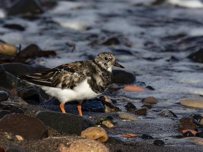 Turnstone.