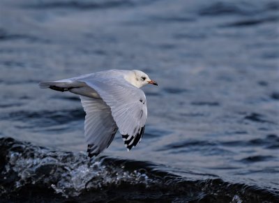  Mediterranean gull,