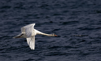 Mute swan.