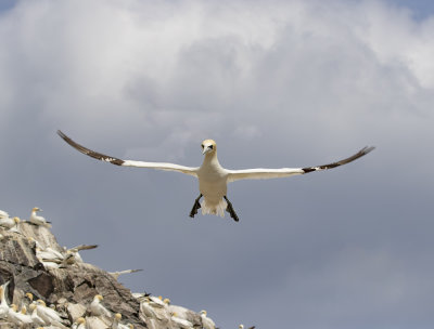 Gannet.
