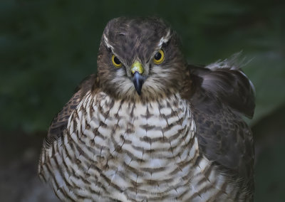Sparrowhawk.female.