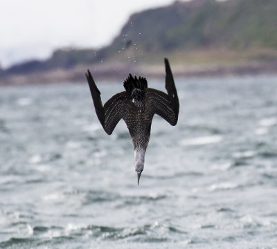 Gannet, juvenile.