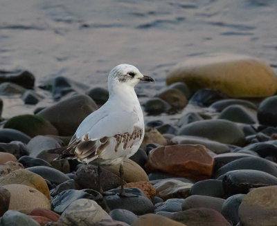 Mediterranean  gull, 1st winter plumage.