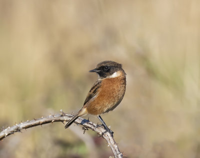 Stonechat, male.