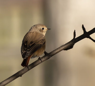Redstart.