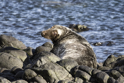 Grey seal, bull.