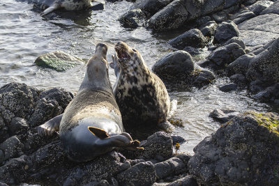 Grey seals, cows.