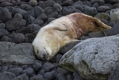 Grey seal pup.