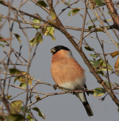 Bullfinch.