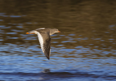 Redshank