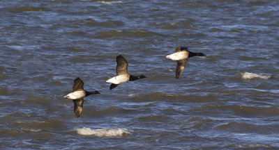 Pale-bellied brent geese.