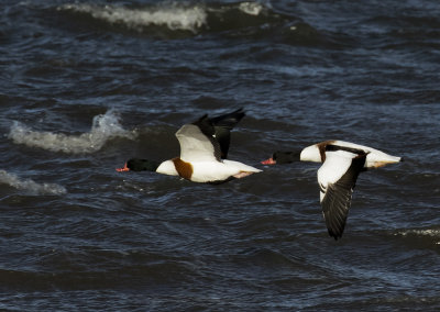 Shelduck 