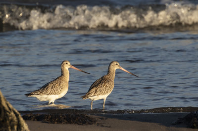Bar-tailed godwit.