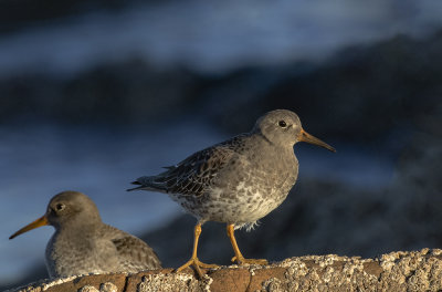 Purple Sandpiper.