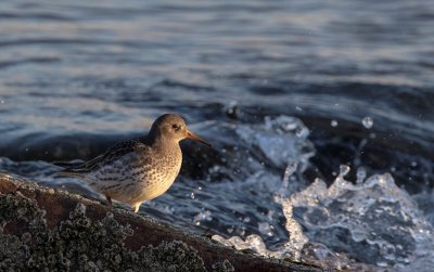 Purple Sandpiper.