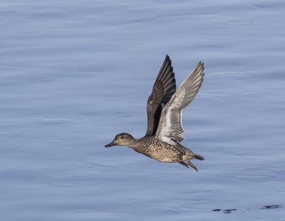 Teal, female.