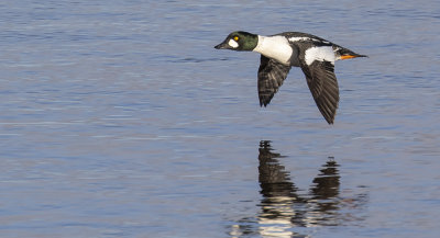 Goldeneye, drake.