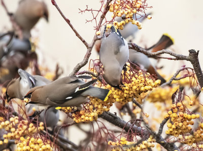 Waxwing
