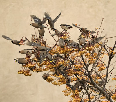 Waxwings.