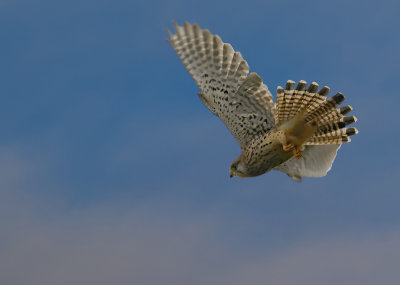 Kestrel, female.