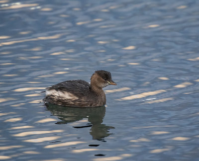 Dabchick.