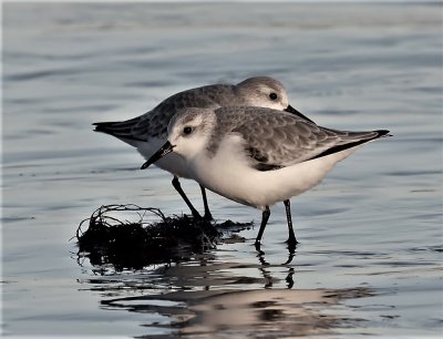 Sanderling.