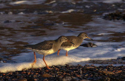 Redshank.