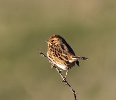 Reed Bunting. female.