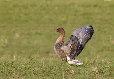 Pink-footed Goose.