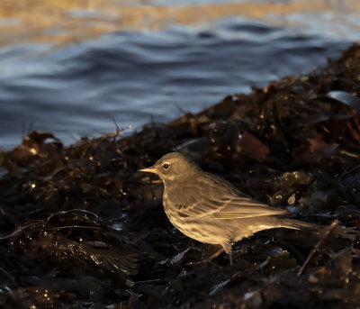 Rock pipit.