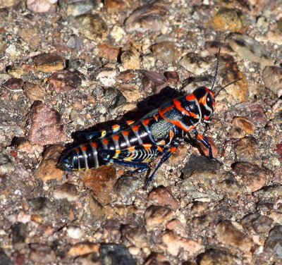 Rainbow Grasshopper