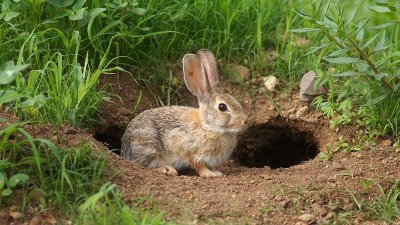 Desert Cottontail Rabbit