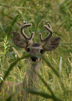 Mule Deer