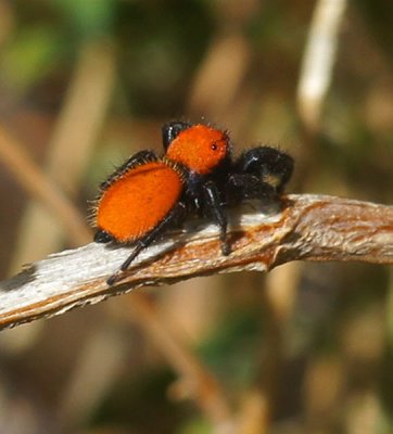 Red Jumping Spider