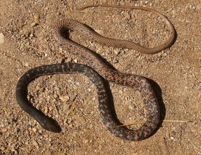 Sonoran Whipsnake