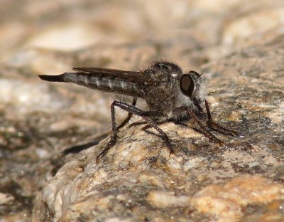 Robber Fly