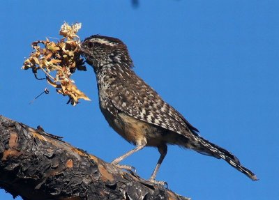 Catus Wren