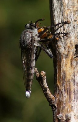 Robber Fly with Lunch