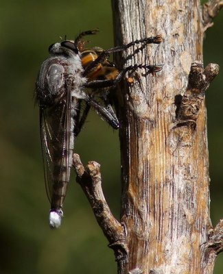 Arizona Insects