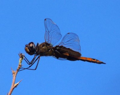 Dragonflies & Damselflies