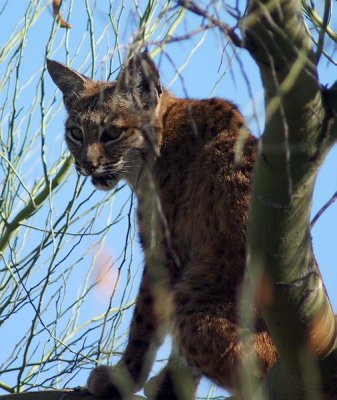 Bobcat in tree behind house