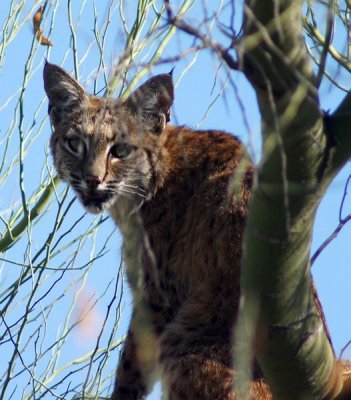 Bobcat